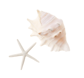 貝殻のイメージ画像